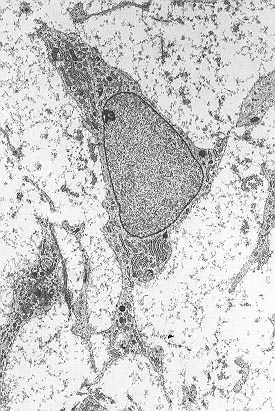 Illustration for article titled Leaked files from Italian stem cell 'treatment' clusterf***